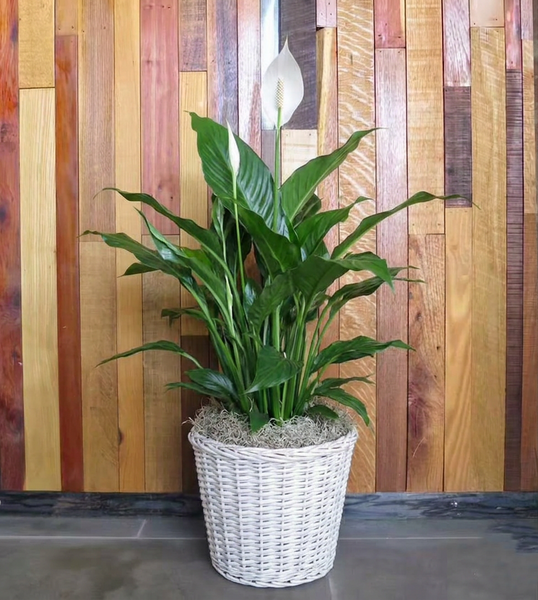 Peace Lily Plant