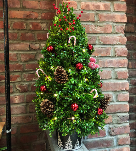 Christmas Boxwood Tree