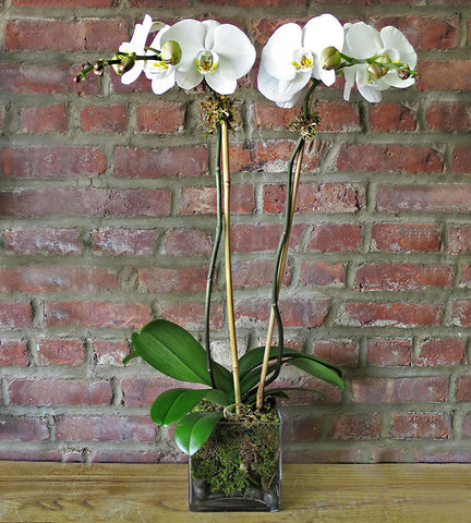 Orchid Plant - White