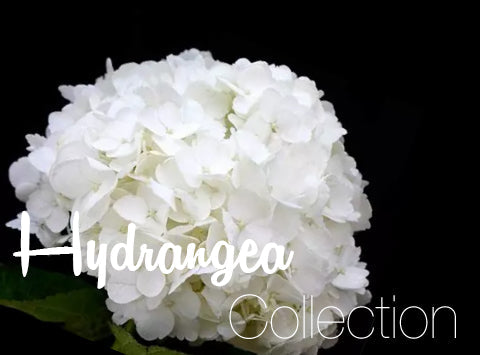 Hydrangea Collection