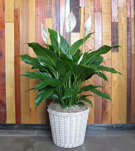 Large potted peace lily plant in front of a wooden wall with vertical slat