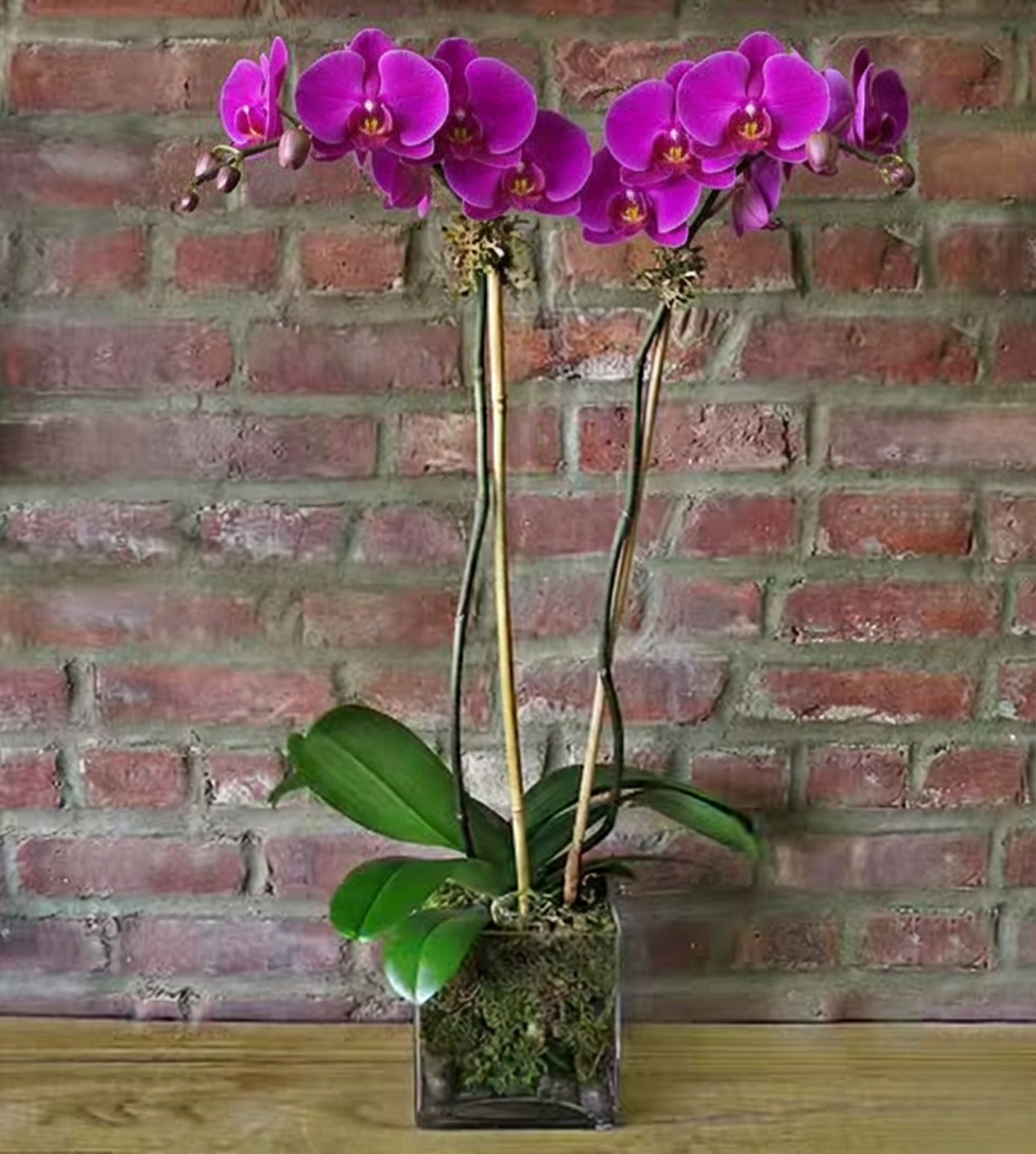 lavender orchid plant Orchid Plant - Purple