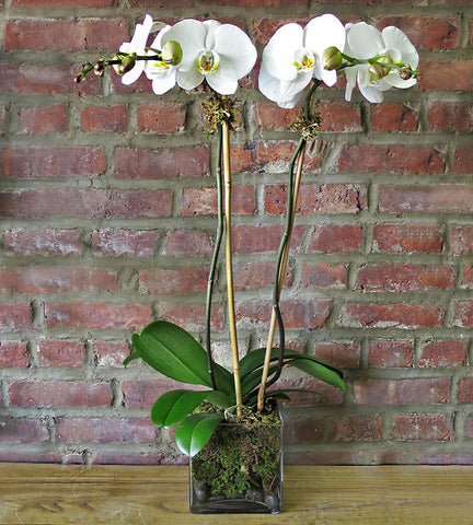 A white phalaenopsis orchid plant with two stems and multiple blooms, placed in a square glass vase with moss on the base, set against a brick wall backdrop.