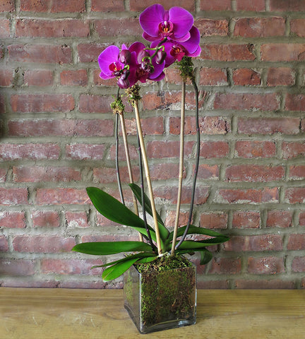 Orchid Plant - Purple